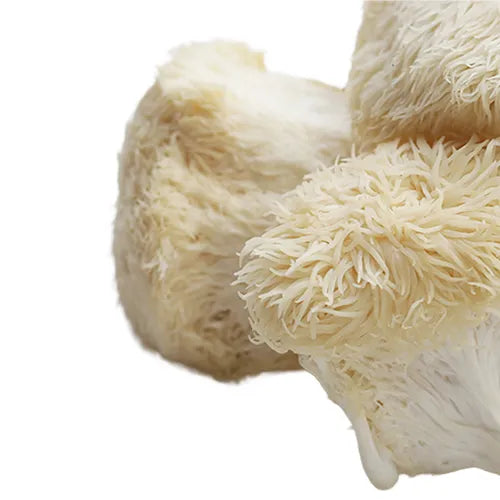 LION'S MANE