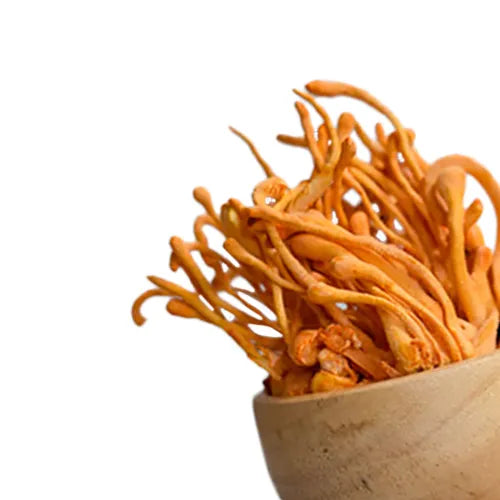 CORDYCEPS