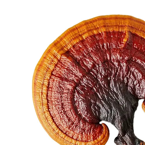 REISHI